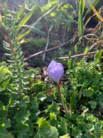 Ciaran’s Irish Garden